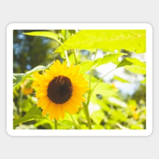 Yellow sunflower floral Magnet